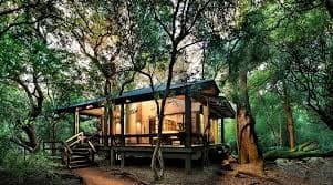 Forest - Gallery 2